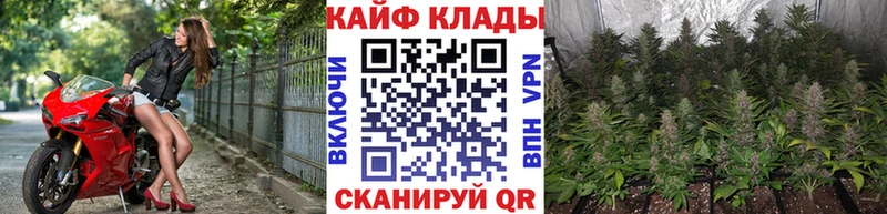 Виды наркоты Игра Alpha-PVP  Марихуана  KRAKEN ССЫЛКА  Гашиш  Cocaine  Меф мяу мяу 